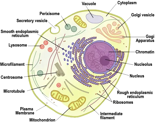 microstructure of a typical Animal cell