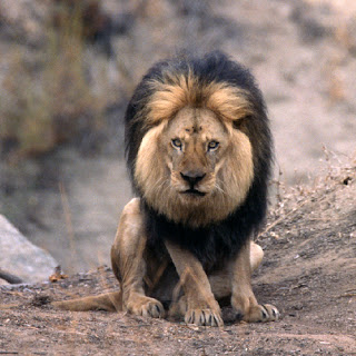 about lion facts about lion lion names