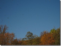 A shower of leaves!