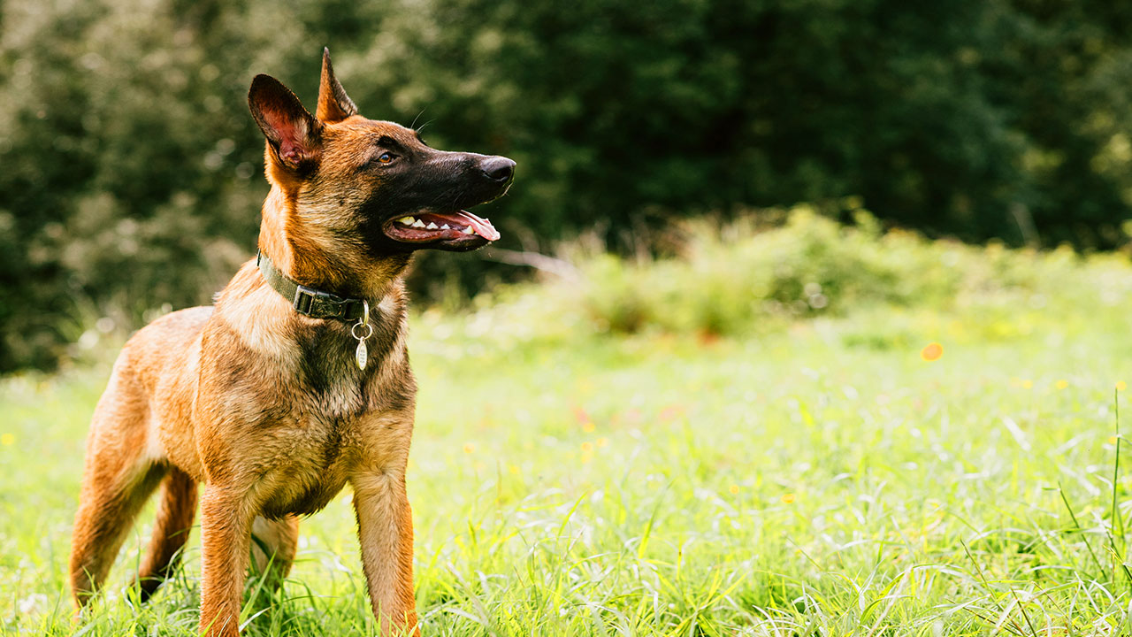 Berger malinois