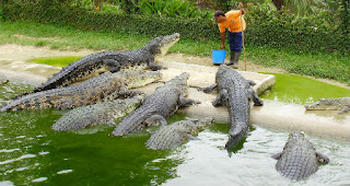 crocodile farm