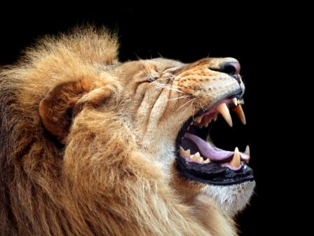 lions roar