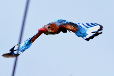 "White-throated Kingfisher, taking off."