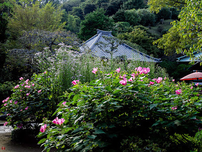 Fuyo (Hibiscus mutabilis) and Sion (Aster tataricus) flowers: Kaizo-ji