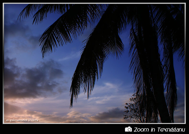 Silhouette of coconut tree at dusk