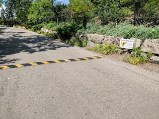 Turtles crossing