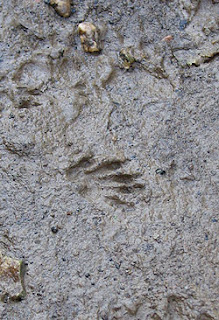 Racoon print. Photo by Bruce Spencer