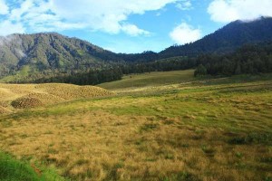 Grassland Charm at Semeru