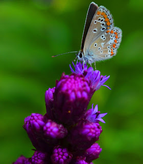 Insekten, insekte, insektet, intsektuak, insekti, Насекоми, insekter, insects, Putukad, Hyönteiset, insectes, έντομα, serangga, feithidí, skordýr, insetti