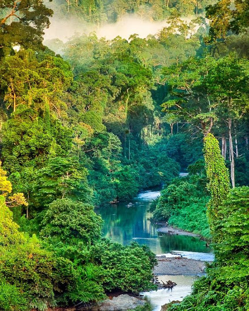 Hutan hujan Borneo