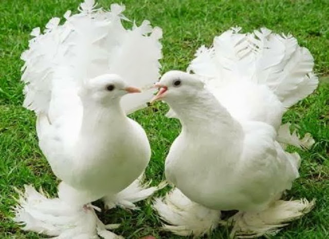 Sweet & Beautiful Love Pigeons HD Wallpaper Free