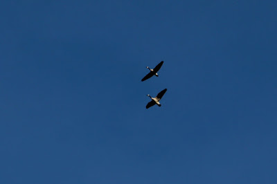 Canada geese on the move