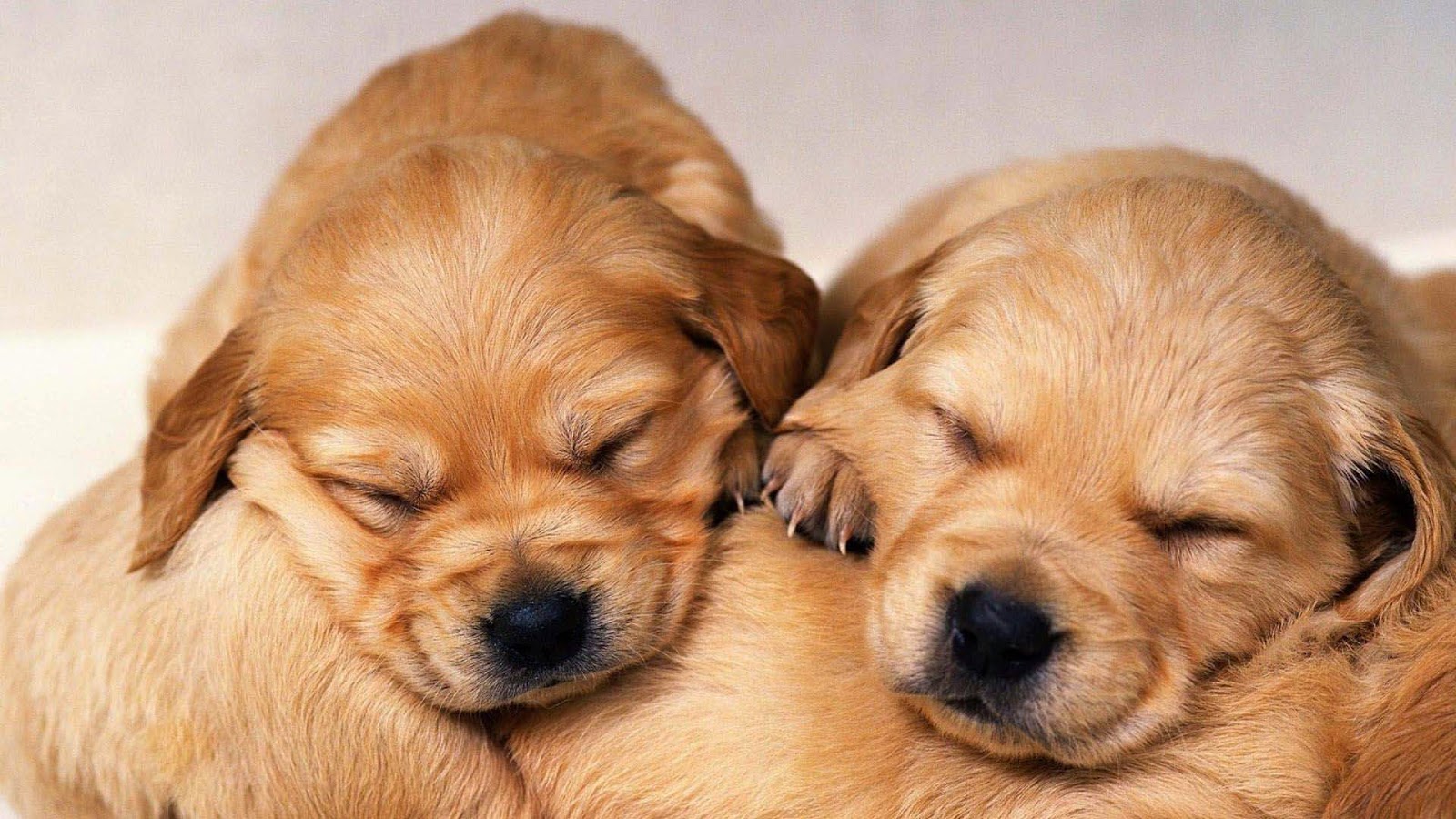 Cute Golden Retriever Puppies Wallpaper image | Free HD Wallpaper