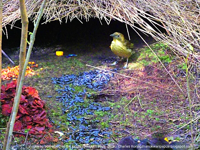 Vogelkop Bowerbird (Amblyornis innornatus)