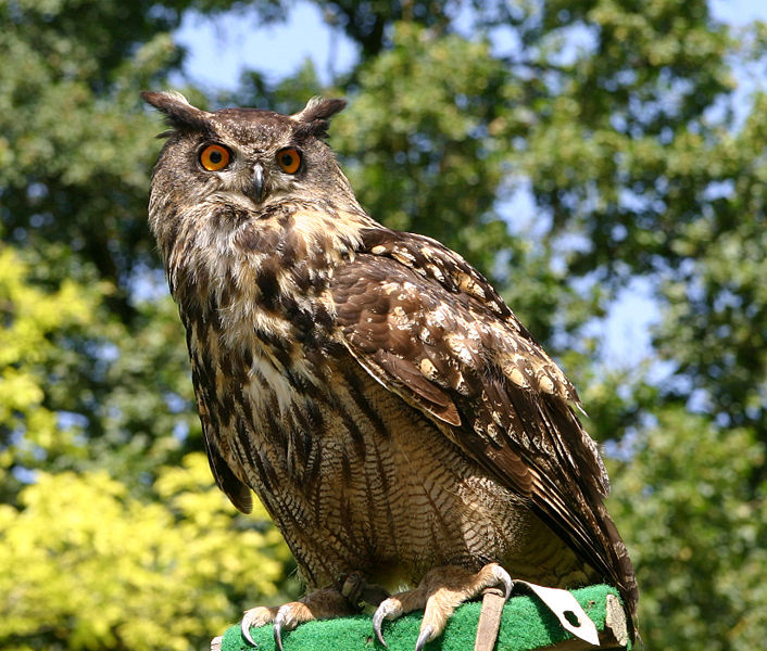 The Eurasian Eagle Owl is one of the biggest owls