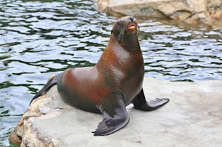 Steller Sea Lion