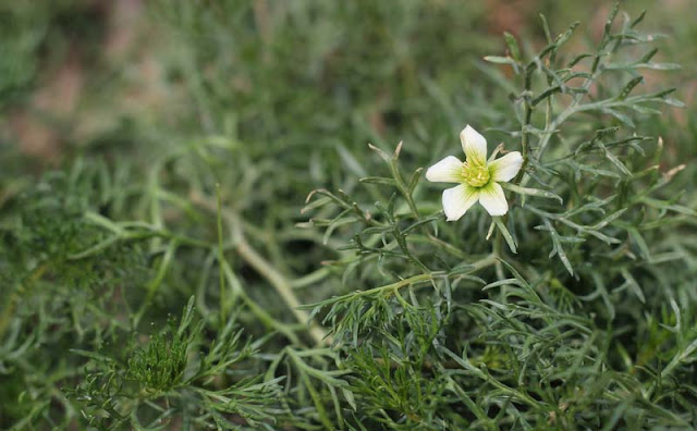 Peganum Harmala Flowers Pictures