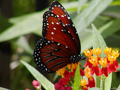 Butterfly Beautiful Wallpapers