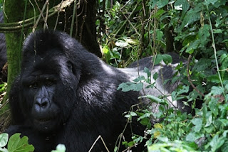 Gorilla tracking Safari in uganda