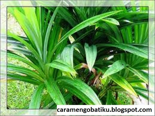 Khasiat Tanaman Pandan  Wangi  Tanaman Herbal