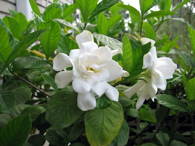 Two Gardenias