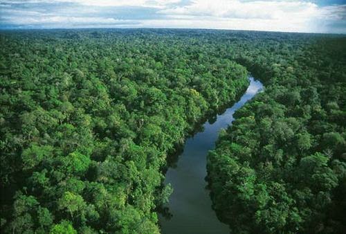 Pengertian Dan Lokasi Hutan Hujan