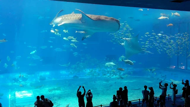 【沖縄旅行】美ら海水族館の魅力は何と言ってもジンベイザメでしょう！