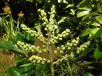 鵝掌蘗（鵝掌藤）的花序