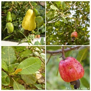 cashewnews_007