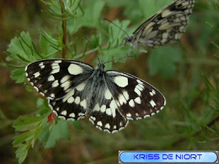 Demi-deuil - Melanargia galathea - Échiquier commun