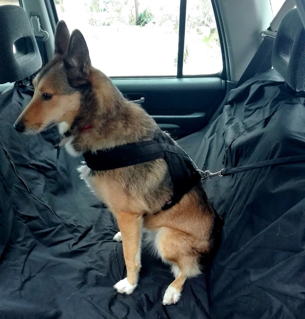 bezpieczeństwo psa w samochodzie