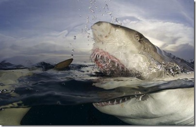 fotografando tubarões 4