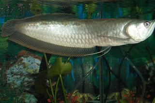 jenis ikan black arwana