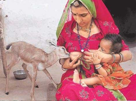 Indian rajasthani tribal women breast feeding a fawn along with her daughter