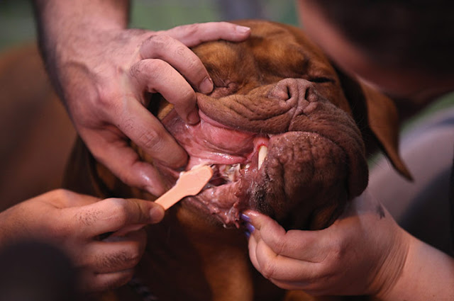 Crufts dog show 1