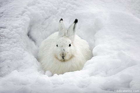 Cute Animals in Winter