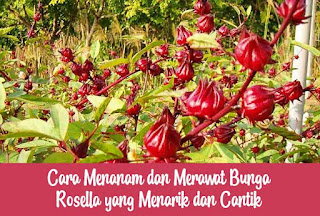 Cara menanam dan merawat  bunga rosella