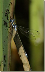 blue tailed damsel wings