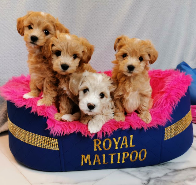 hodowla maltipoo mazowieckie