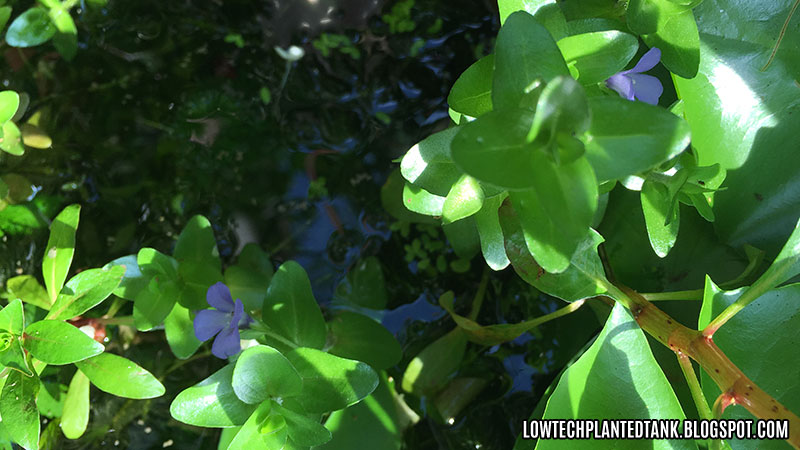 outdoor aquatic plants