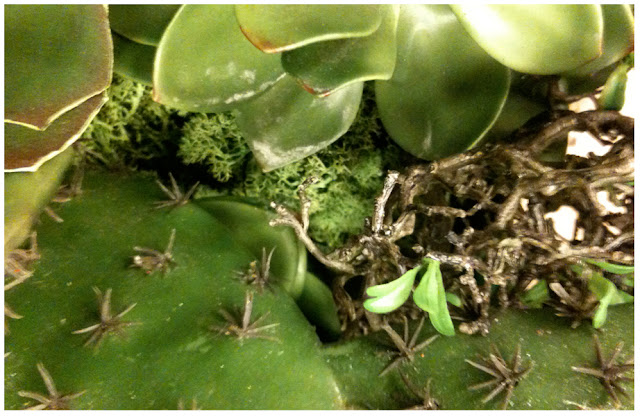 Cactus Mini-Garden - Artificilal Arrangements