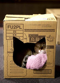 kotak dan kucing kreativiti untuk kucing