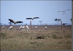 LL - birds taking off