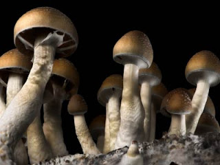 Magic Mushrooms Pictures Images Illustration Wallpaper