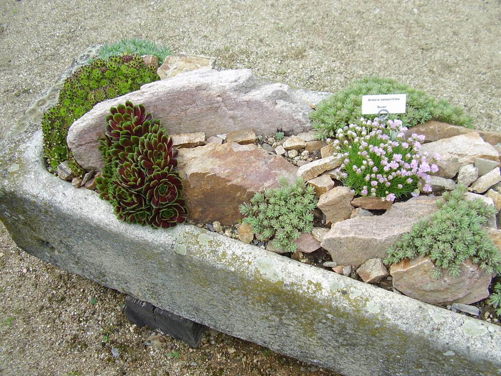 gardenless gardener: rock garden ideas