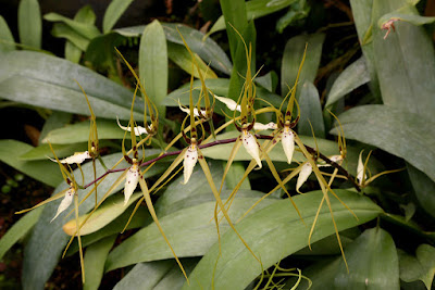 Grow and care Brassia arcuigera orchid - The Arching Brassia