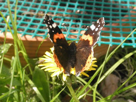 mariposa vanessa posada en una flor amarilla.