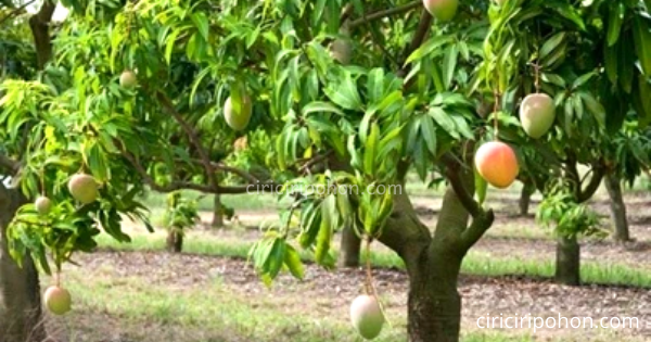 Penyakit yang Sering Membuat Pohon Mangga Gagal Panen 