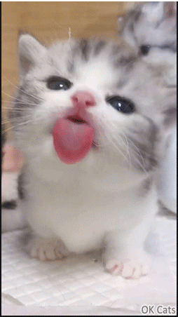 Cute Kitten GIF • Adorable kitty licking a window full of liquid snack with his big pink tongue [ok-cats.com]