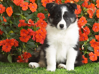 Shetland Sheepdog Puppy Pictures